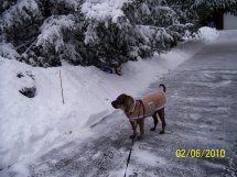 Bruiser loved the snow!